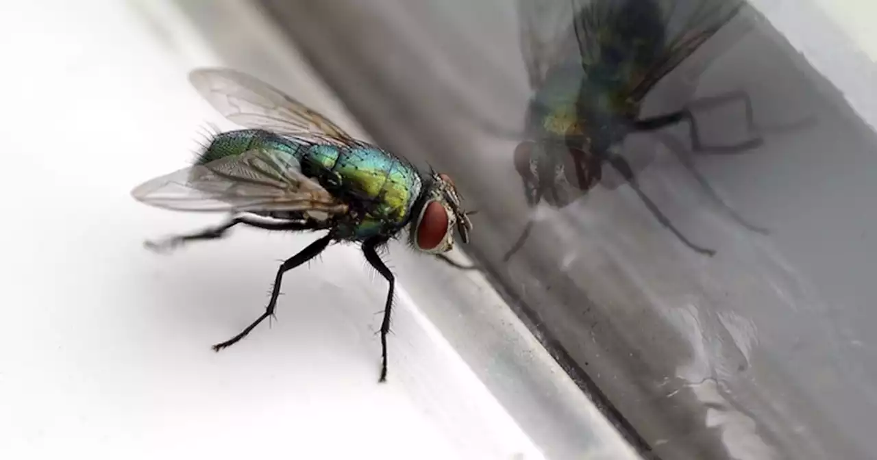 55p kitchen trick 'guaranteed' to rid the home of flies