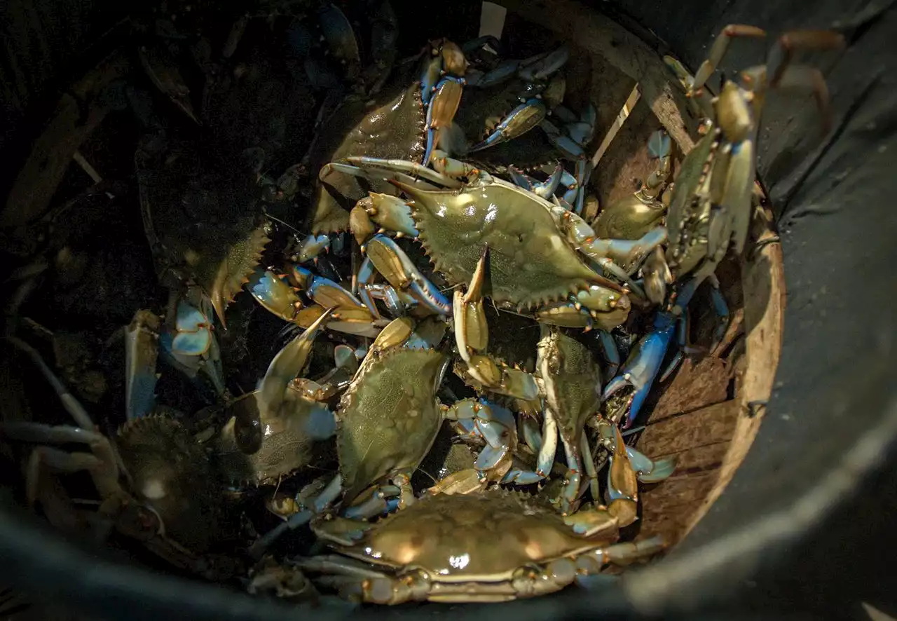 Maryland to restrict crabbing in response to ‘worrisome’ population decline