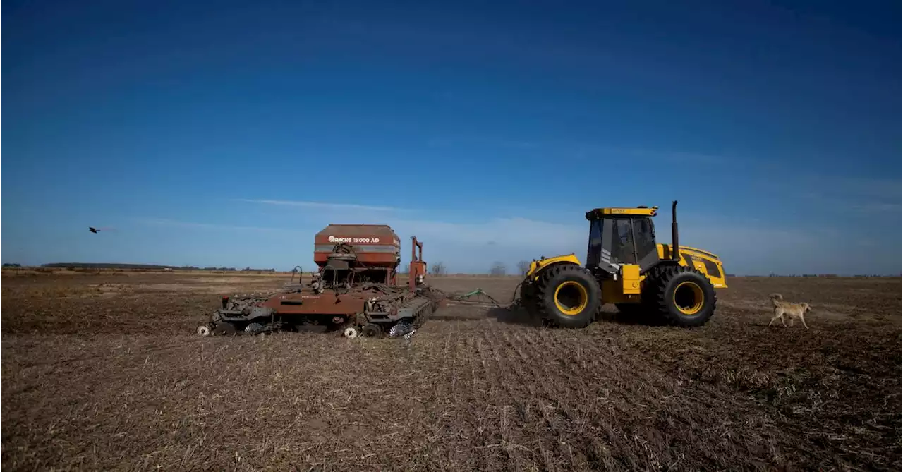 With world short of wheat, Argentina farmers worry about crop