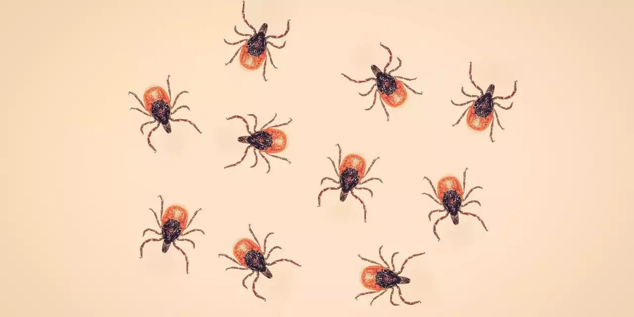 Lyme Disease Is Even More Common Than Experts Realized, New Research Finds