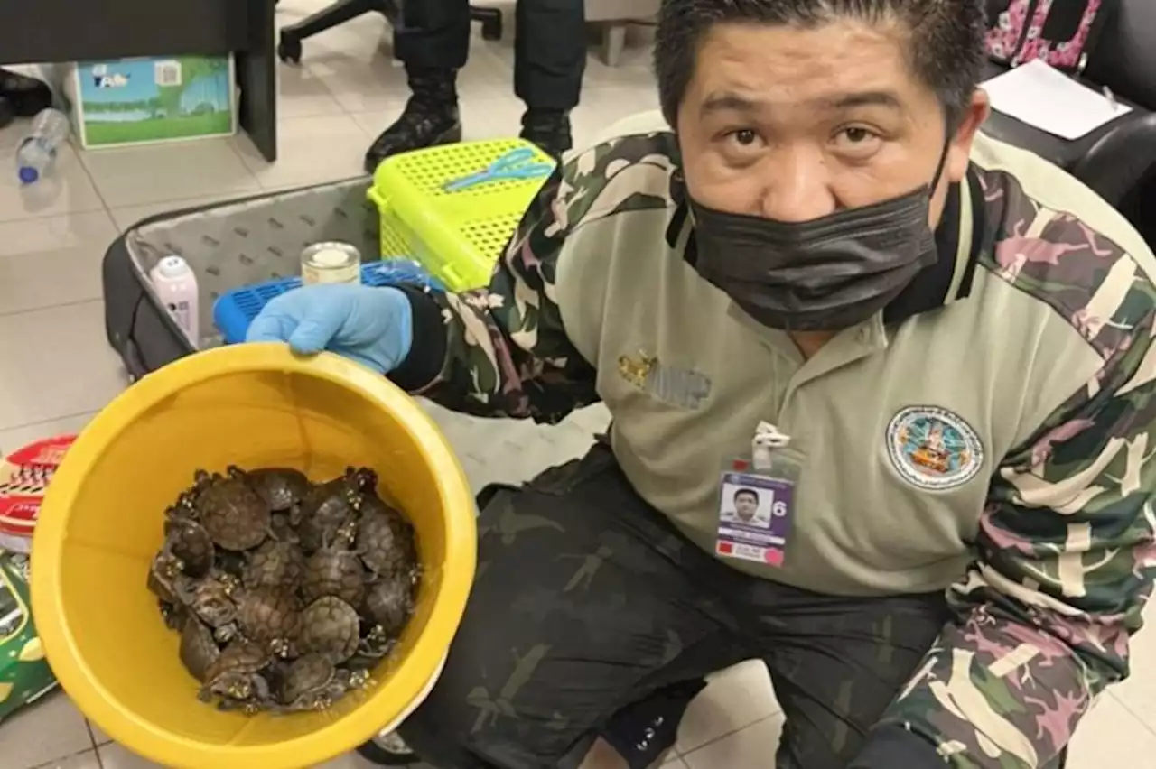 Bawa 109 Hewan Hidup dalam Bagasi, 2 Perempuan Ditangkap di Bandara Thailand