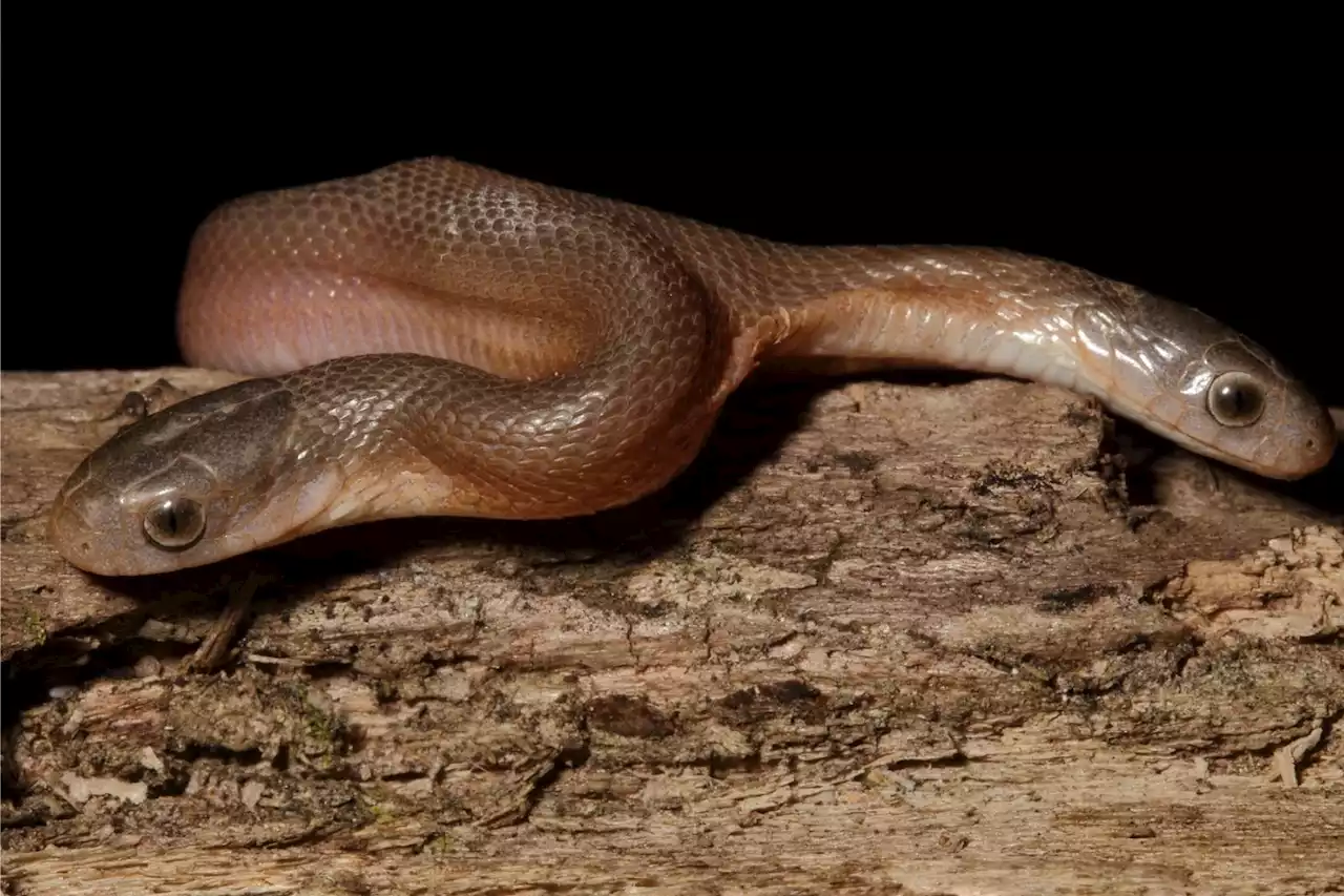 PICS: Two-headed snake found in KZN | The Citizen