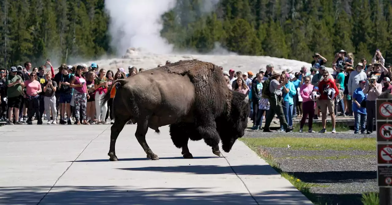 Bison gores Colorado man in 2nd attack this year at Yellowstone