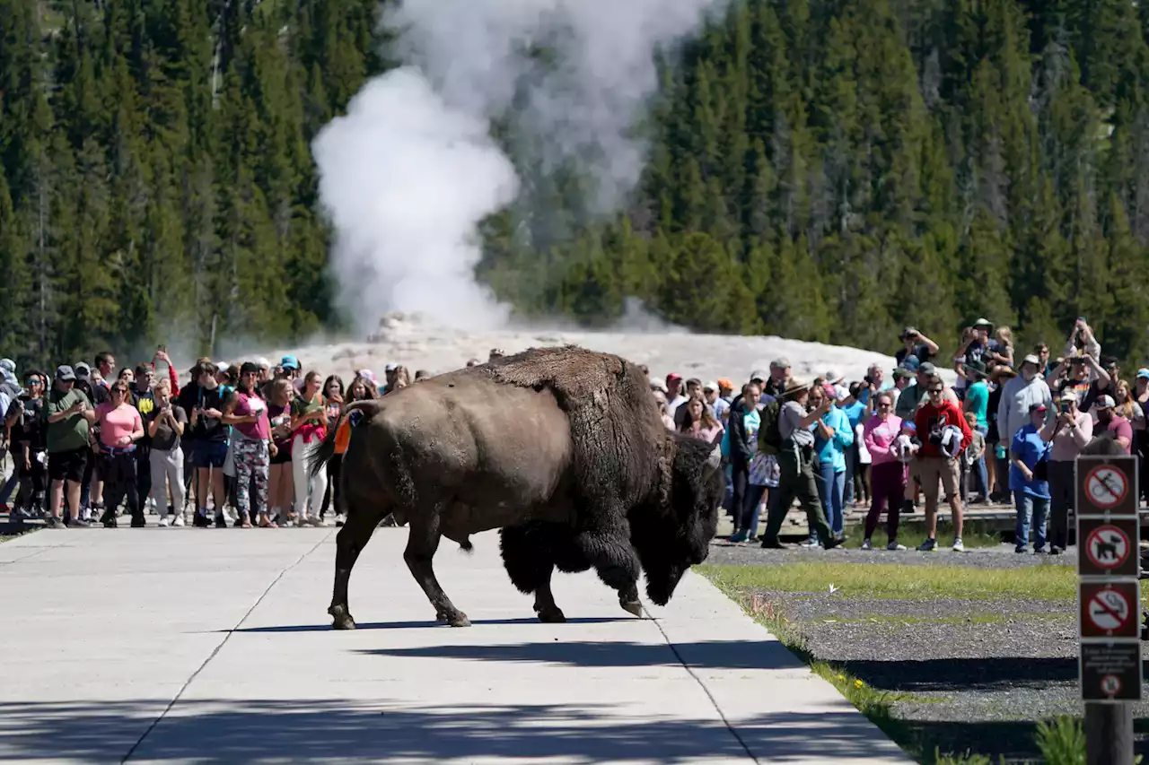 Yellowstone visitor gored in second bison attack in a month, park says