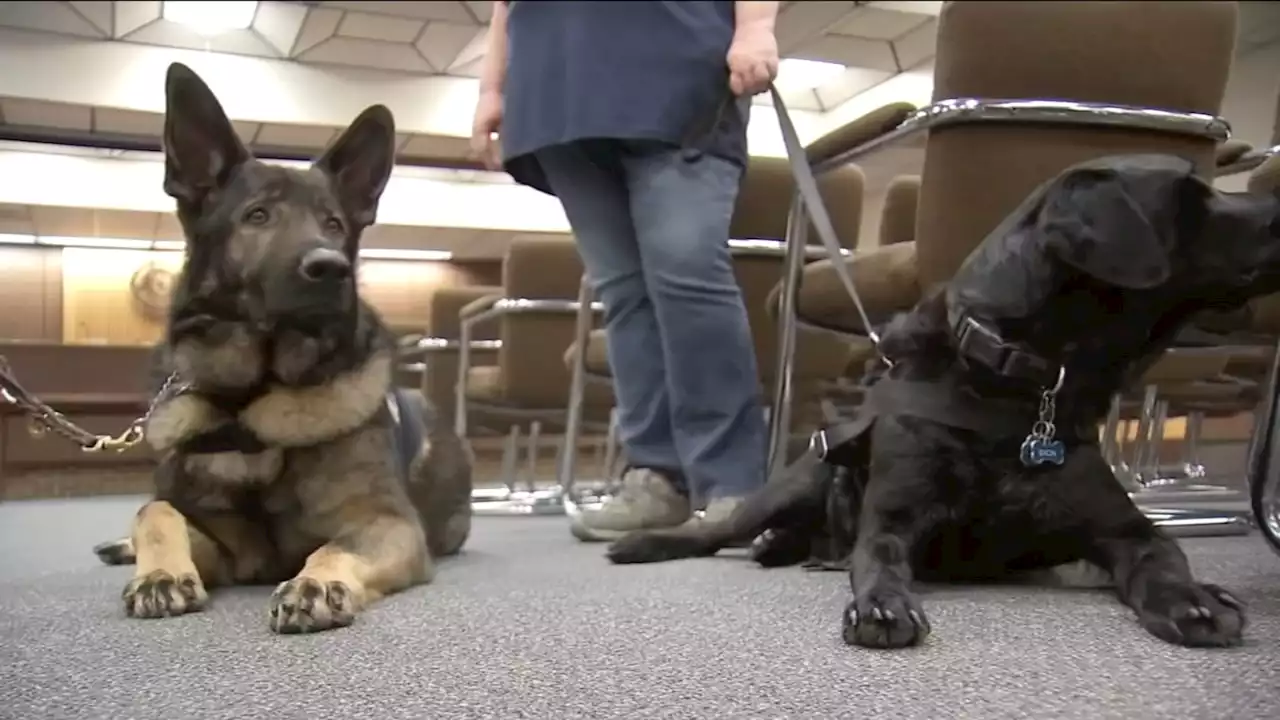 New Jersey therapy dogs offer care, cuddles in wake of Uvalde, Texas school massacre