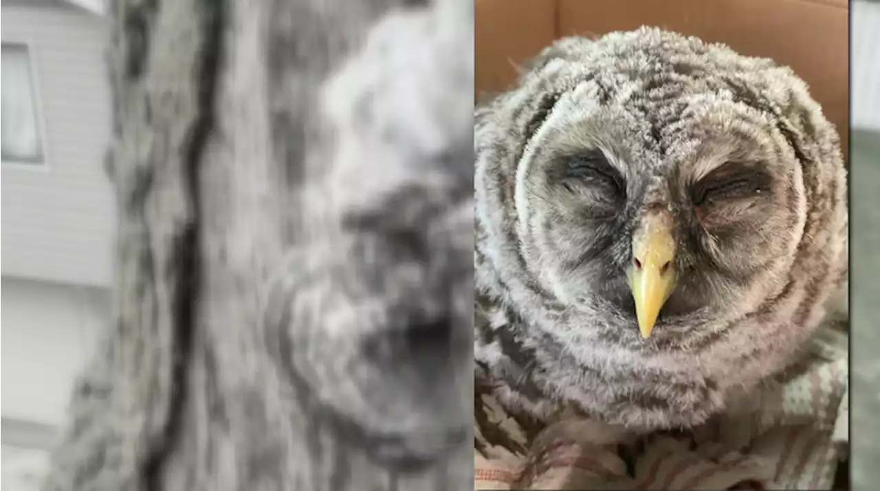 WATCH: Man rescues baby owl stuck for hours in tree