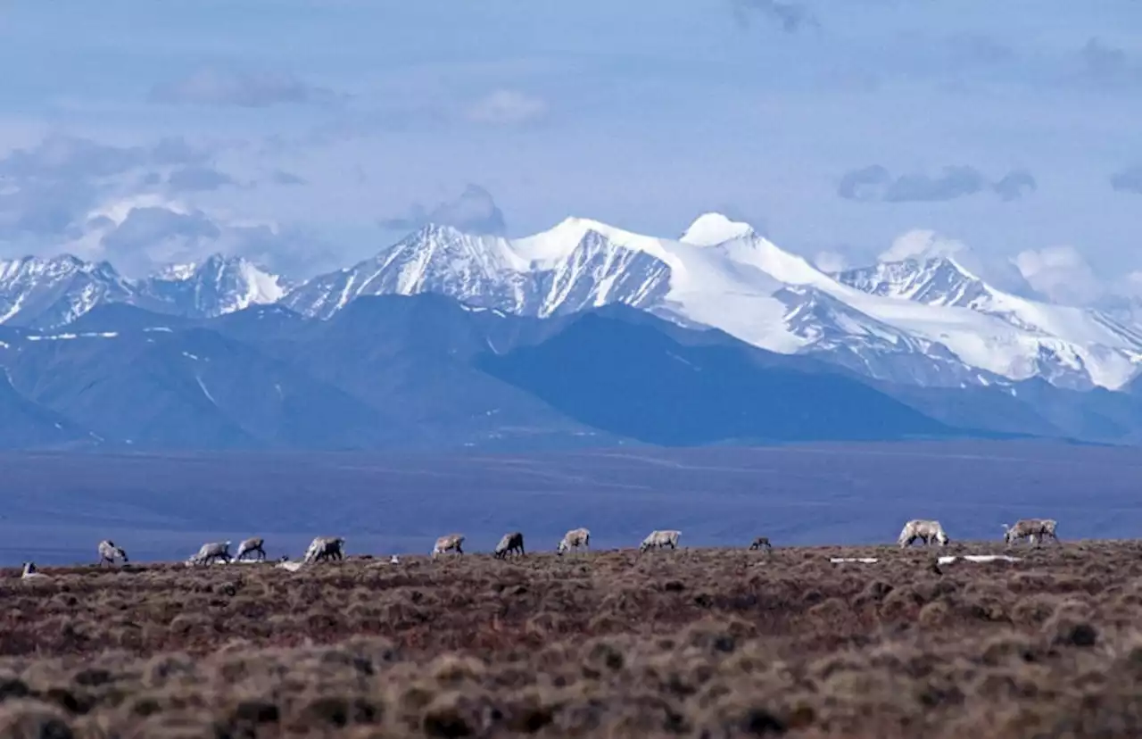 The only oil company to buy a lease last year in Alaska’s Arctic National Wildlife Refuge has now canceled that lease - Alaska Public Media