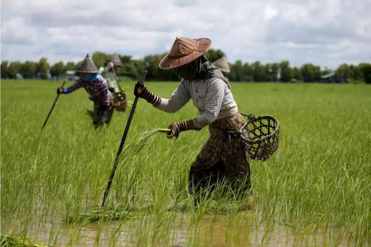 Petani Myanmar sukar penuhi kebutuhan imbas naiknya biaya pertanian