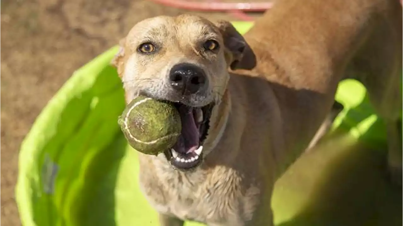 Juno and more pets up for adoption in Phoenix-area shelters this week