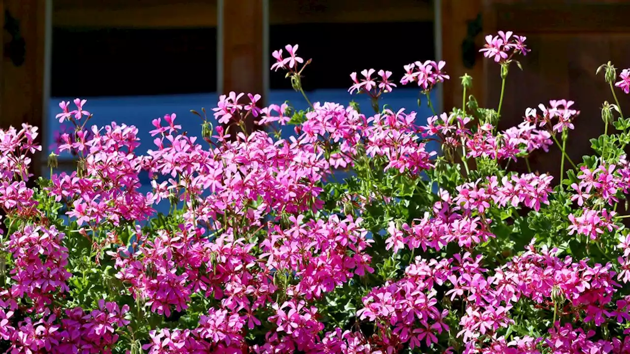 Warum es sich lohnt, welke Sommerblumen abzuzupfen