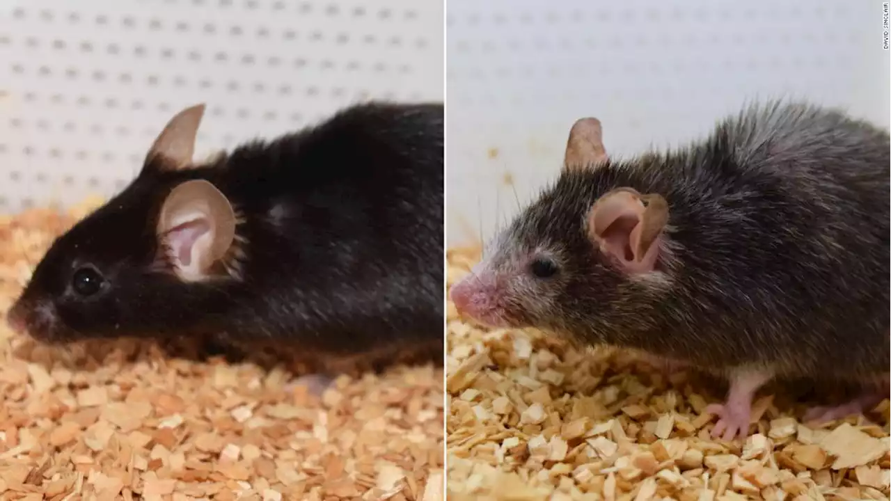 The 'Benjamin Button' effect: Scientists can reverse aging in mice. The goal is to do the same for humans