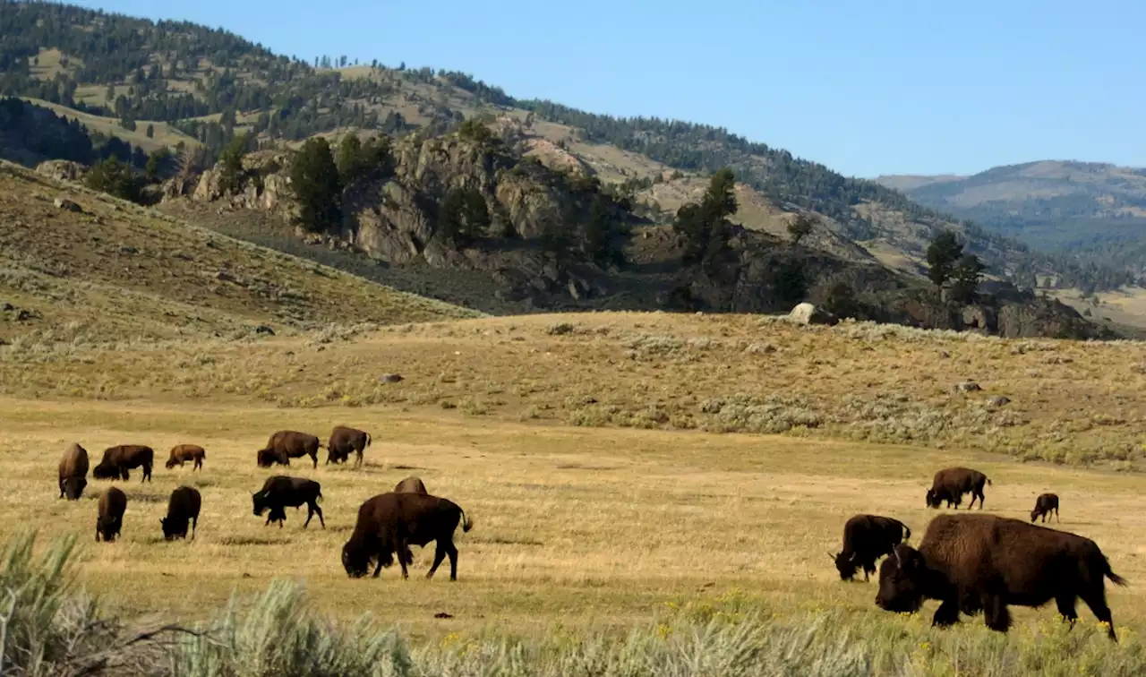 Bison gores woman in Yellowstone National Park