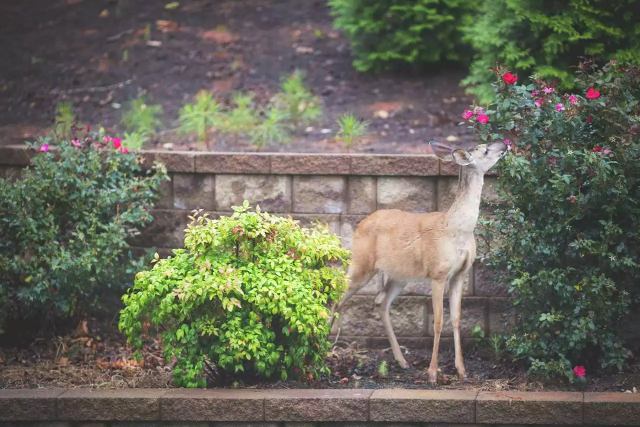 The best blooming, deer-resistant plants for S.A.-area gardens