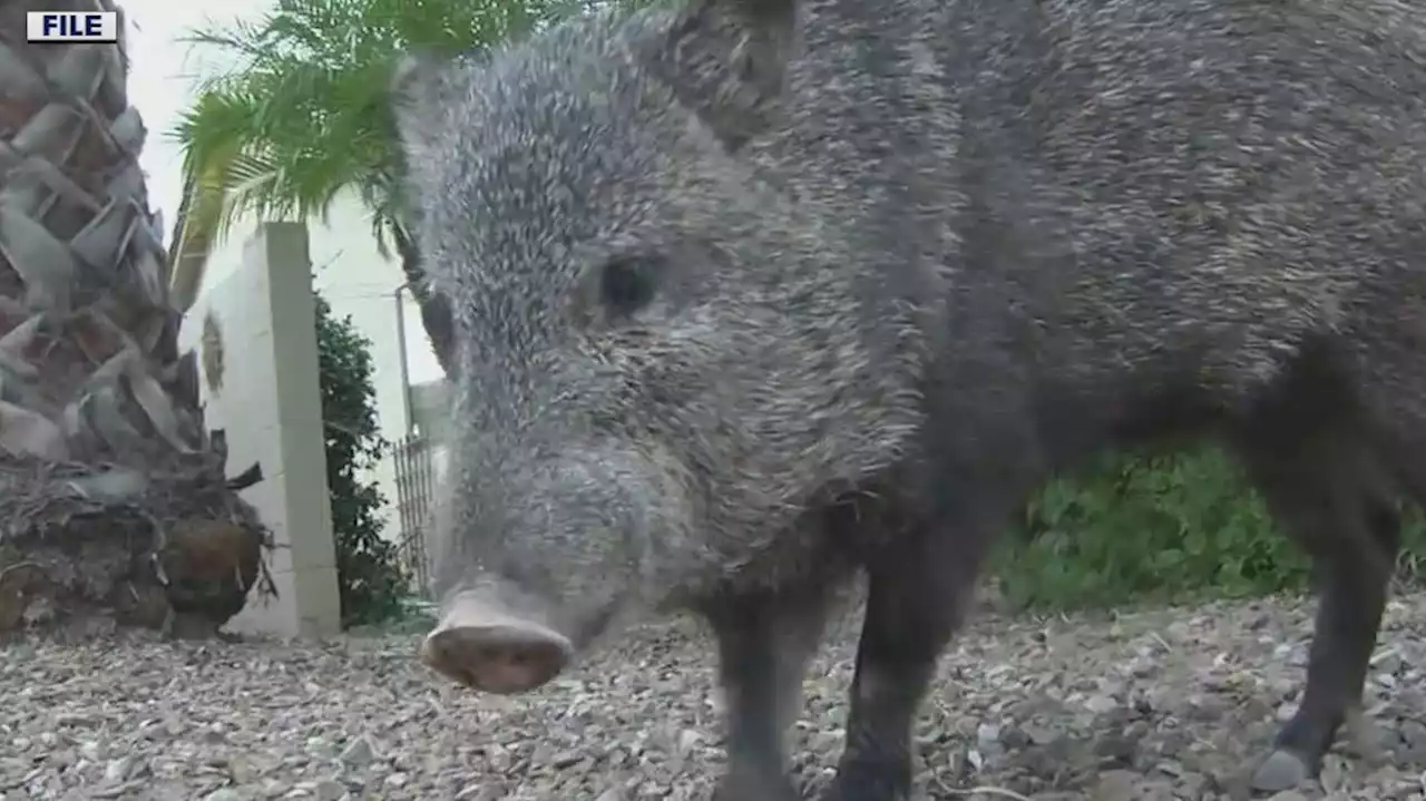 Suspect sought after 2 javelinas shot, killed with arrows in Cave Creek