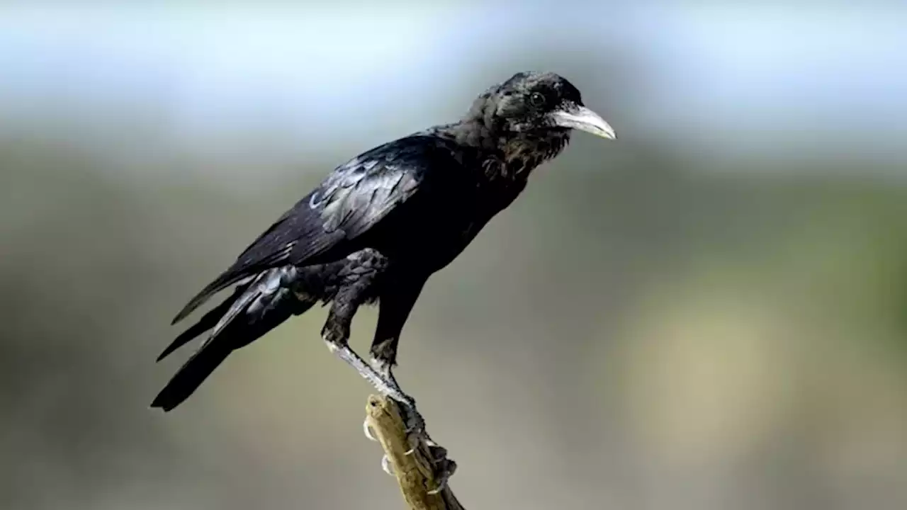 Can crows outsmart your seven-year-old kid? It’s a close call