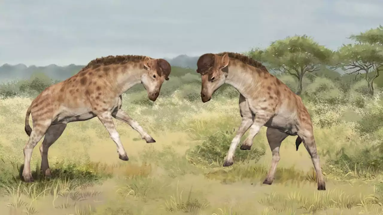 This 17-million-year-old giraffe cousin had a neck built for combat