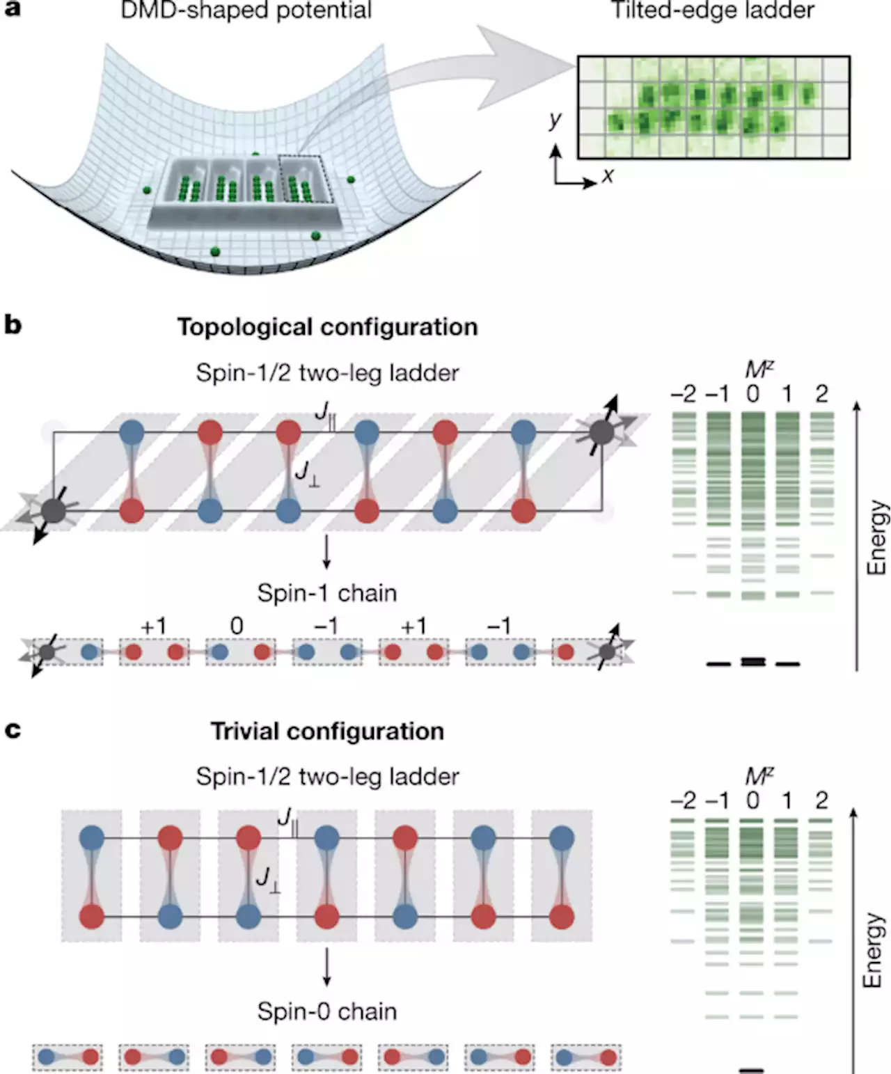 Realizing the symmetry-protected Haldane phase in Fermi–Hubbard ladders - Nature