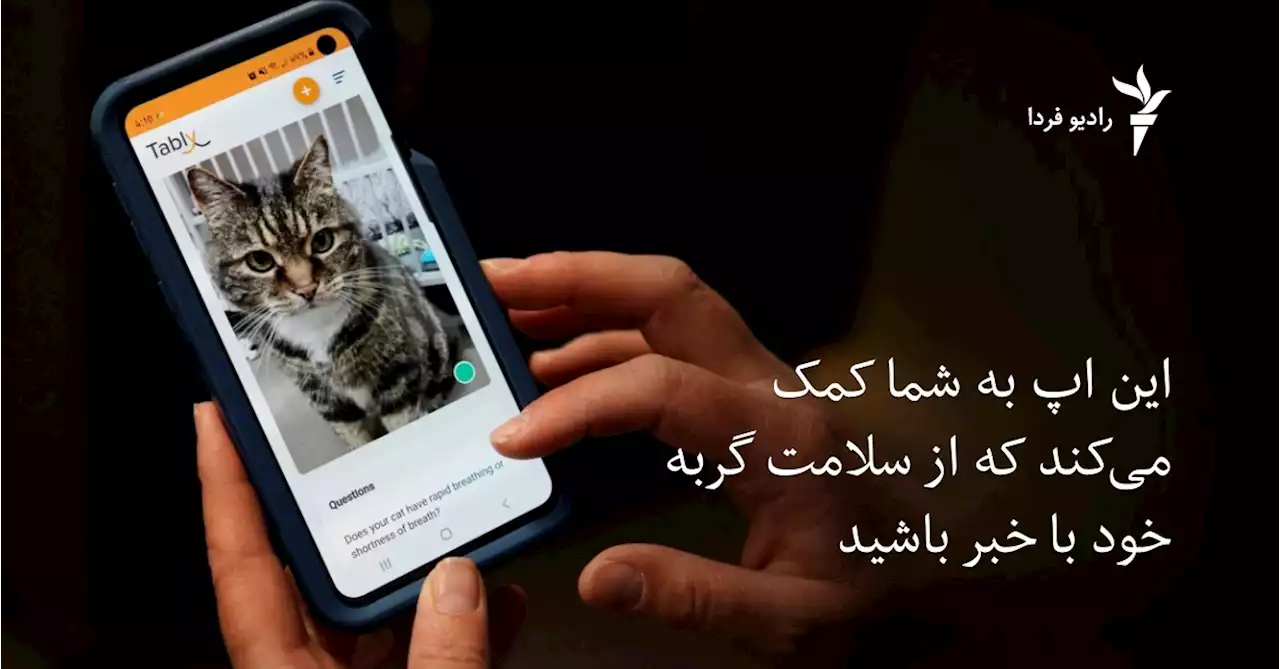 این اپ به شما کمک می‌کند از سلامت گربه خود با خبر باشید