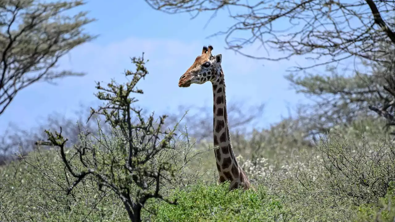 Warum Giraffen einen so langen Hals haben