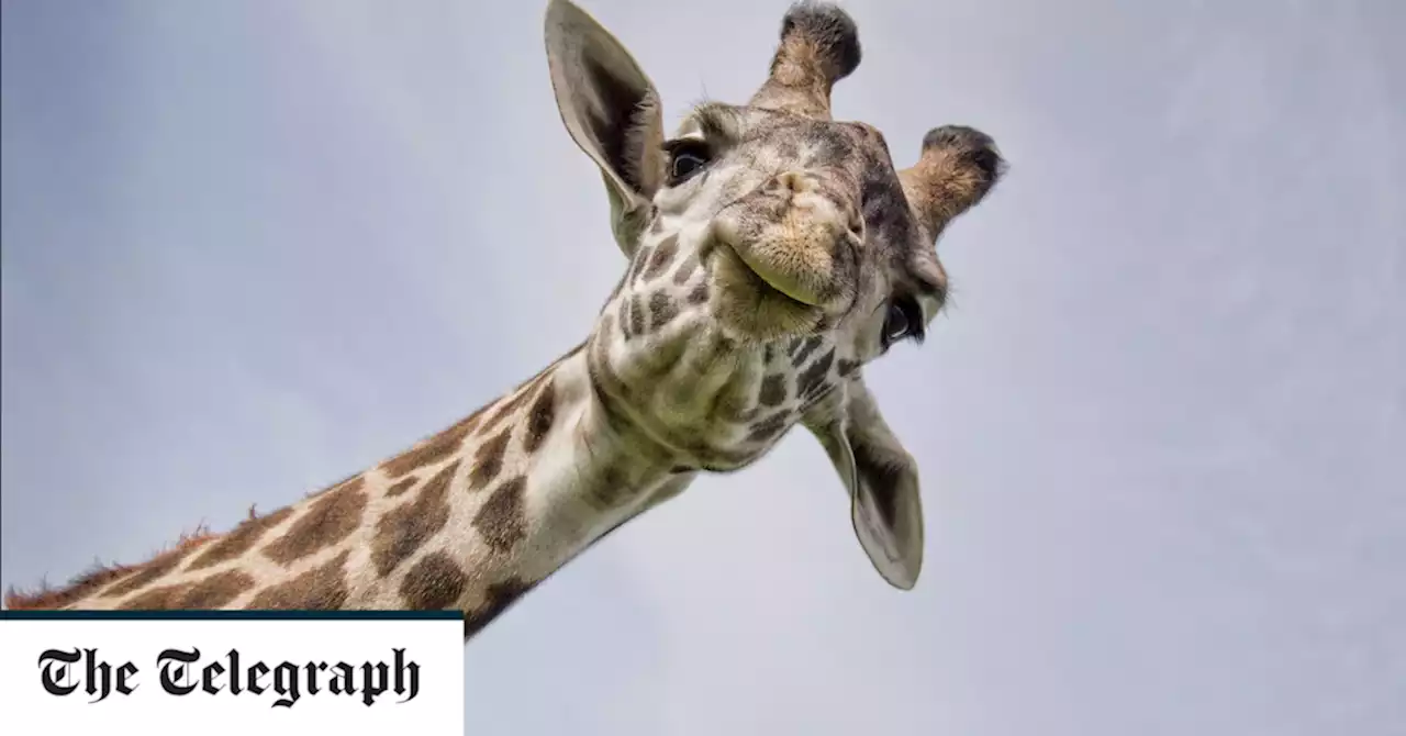 Giraffes grew long necks to 'headbutt love rivals in mating battles'