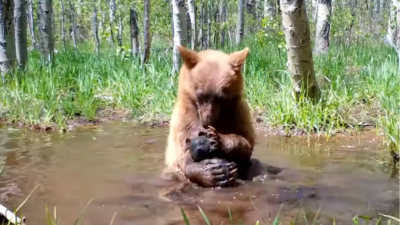 Lake Tahoe’s Famous Wildfire-Burned Bear Cub Spotted Playing With Toy Bear