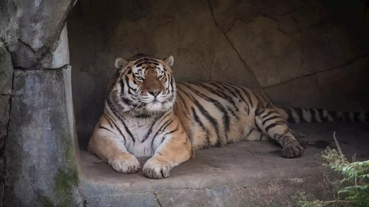 14-year-old tiger dies after contracting COVID-19 at zoo