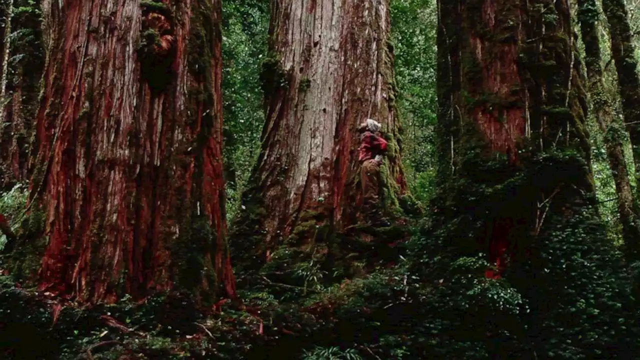 Has this scientist found the world's oldest tree? Experts aren't so sure