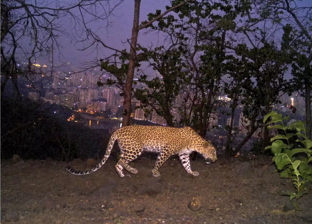 Big cats in urban jungle: LA mountain lions, Mumbai leopards