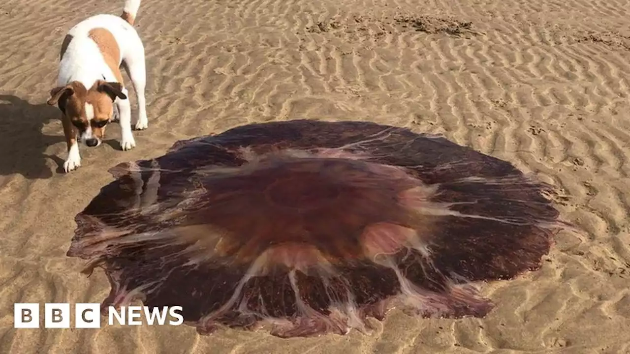 Giant jellyfish washes up on Wallasey beach