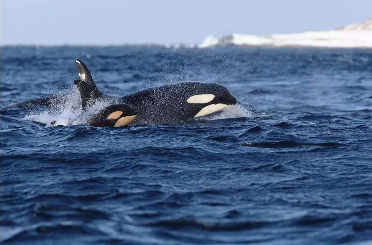 Orca-Pärchen tötet Weiße Haie in Südafrika – das hat Folgen