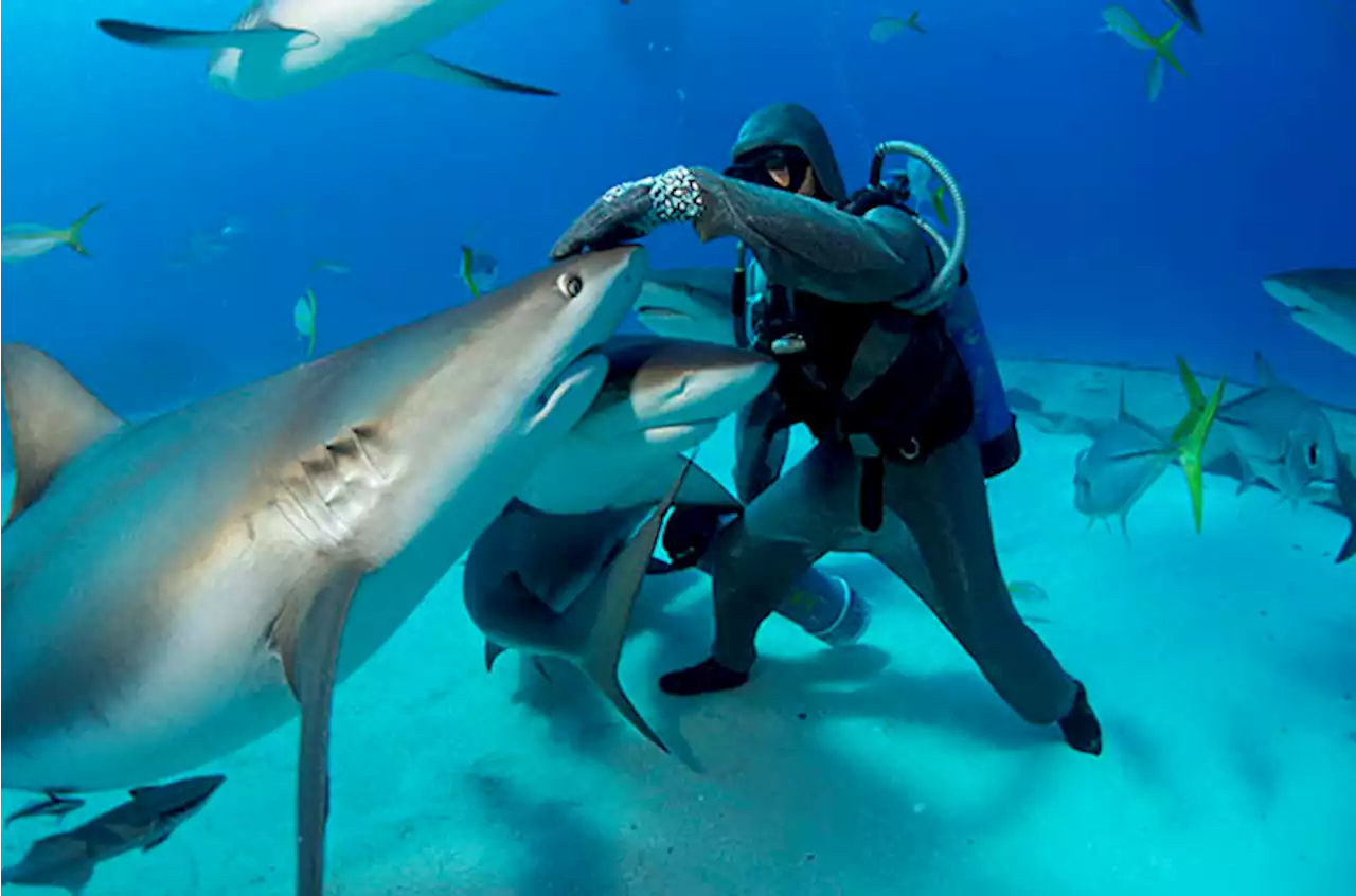 National Geographic Wild celebrates 10 years of Sharkfest with biggest July lineup to date | Channel