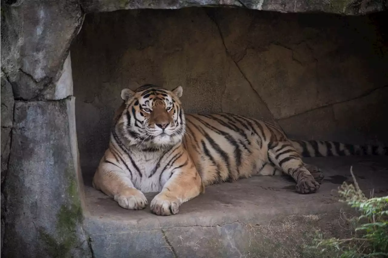 Tiger at Columbus Zoo dies from COVID-19 complications, zoo says