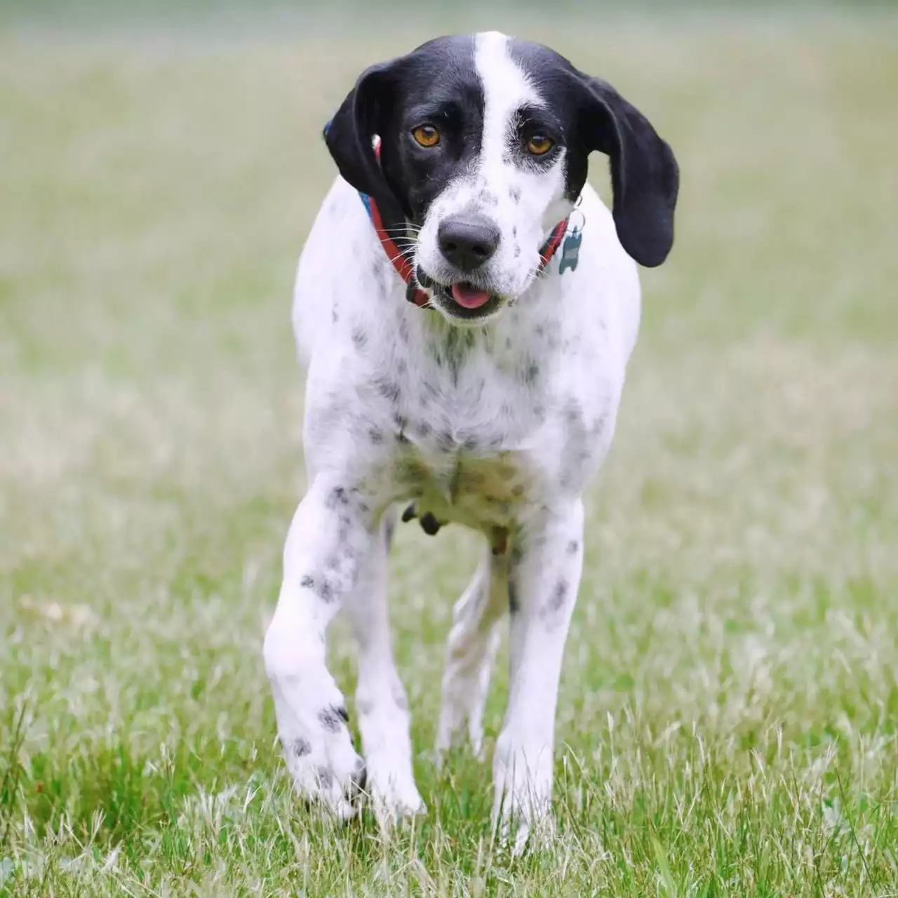 Pets at highest risk of going missing during July 4 holiday, reports say