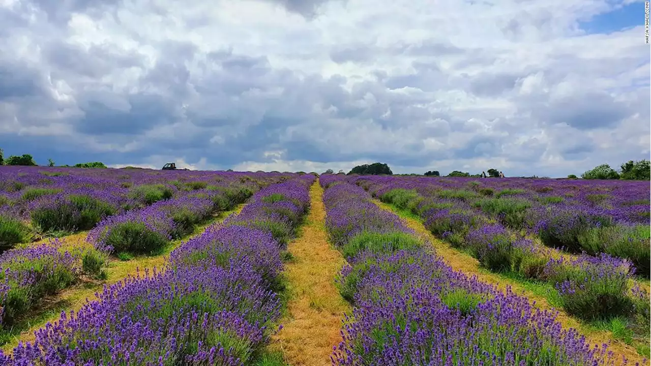 Here's why you need to visit a lavender field this summer