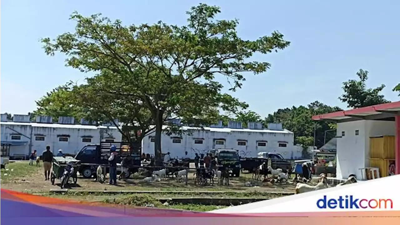 Curhat Pedagang Kambing di Blitar Imbas PMK: Pembeli Sepi-Pendapatan Turun