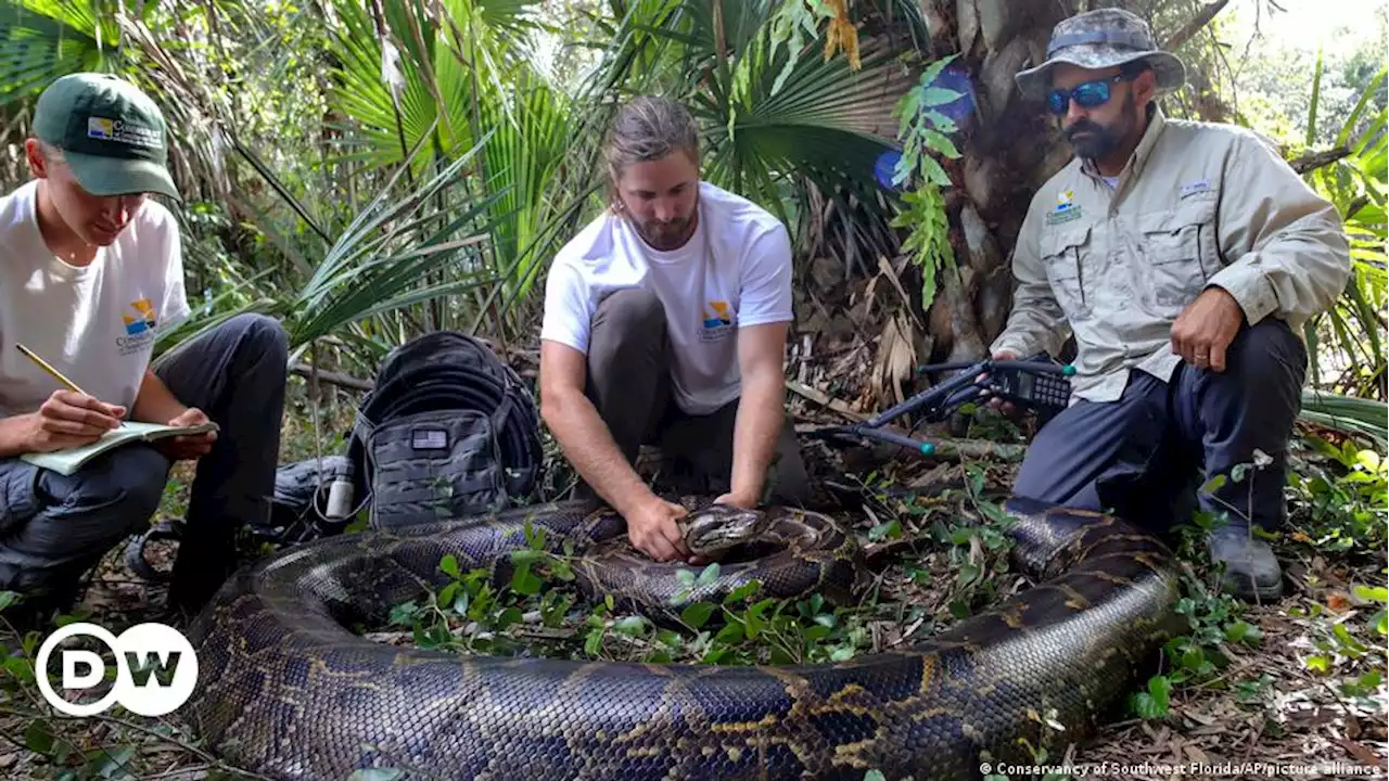 Riesen-Python zeigt Floridas Schlangen-Problem | DW | 29.06.2022