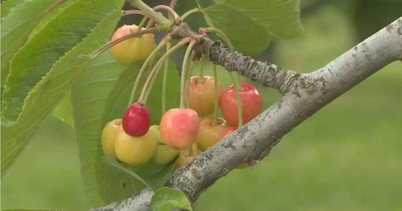 Okanagan rain delaying cherry harvest, farmers say - Okanagan | Globalnews.ca