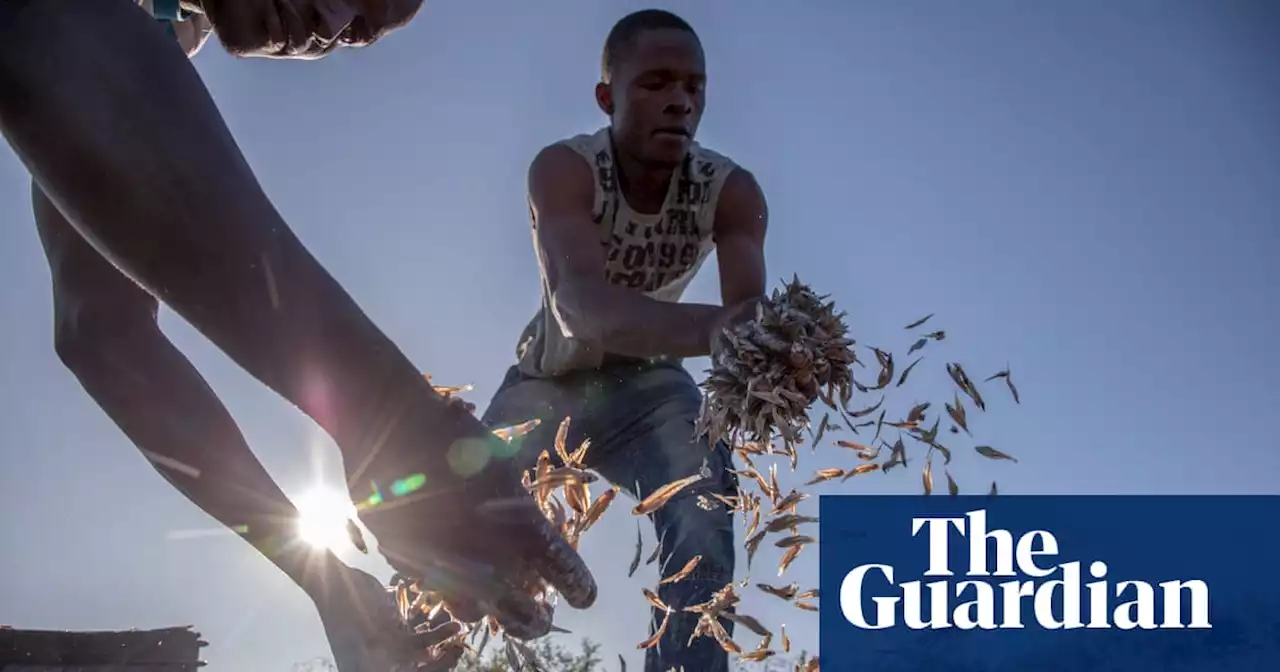 ‘Our only livelihood’: Zimbabwean fishing communities fear for future as stocks dwindle