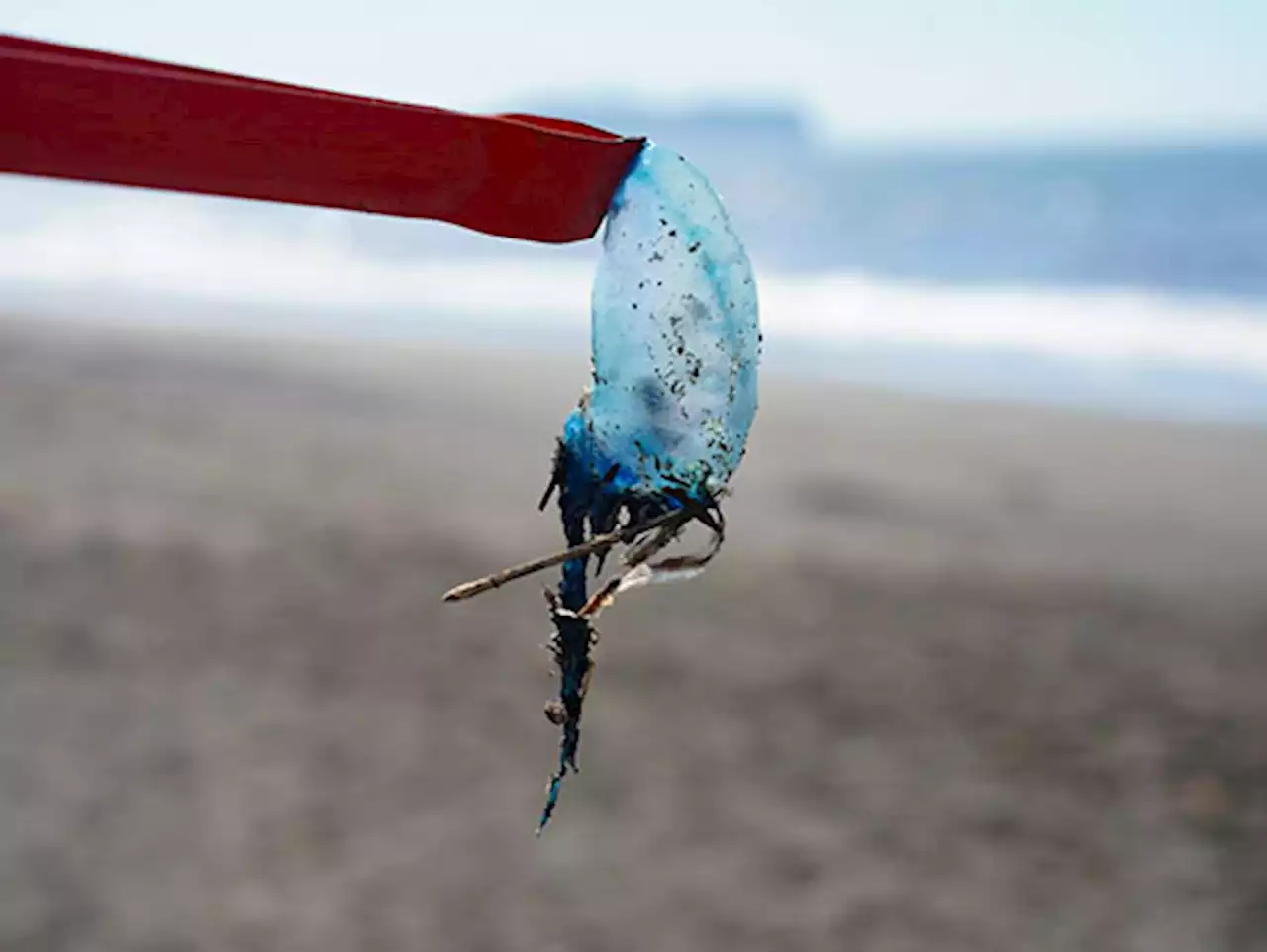 湘南海岸で猛毒のクラゲ「カツオノエボシ」が大量に漂着 うっかり触らないように注意 - トピックス｜Infoseekニュース