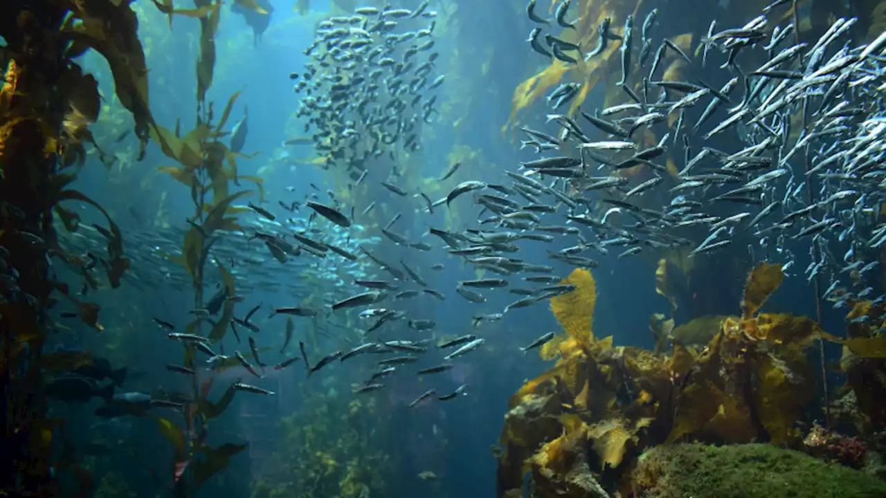 Scientists uncovered the source of the deadly 'Blob' in the Pacific