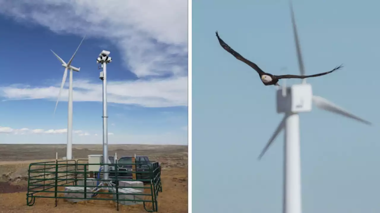 Smart Camera System Saves Eagles from Wind Turbine Deaths