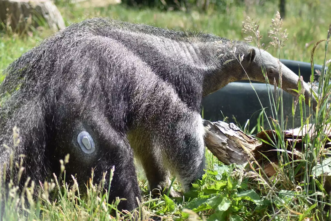 Giant anteater diagnosed with type 1 diabetes at zoo