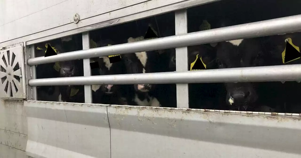 Thousands of 'hungry and stressed' Irish animals exported live in 'cruel trade'