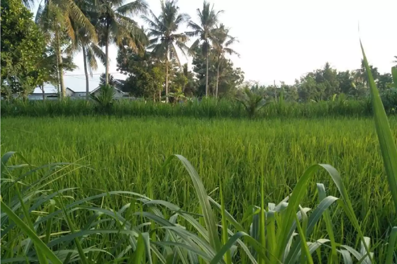 Korupsi KUR di Lombok Tengah dan Lombok Timur: Setiap Petani Dapat Rp 50 Juta