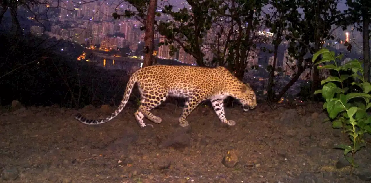 Big cats in urban jungle: LA mountain lions, Mumbai leopards