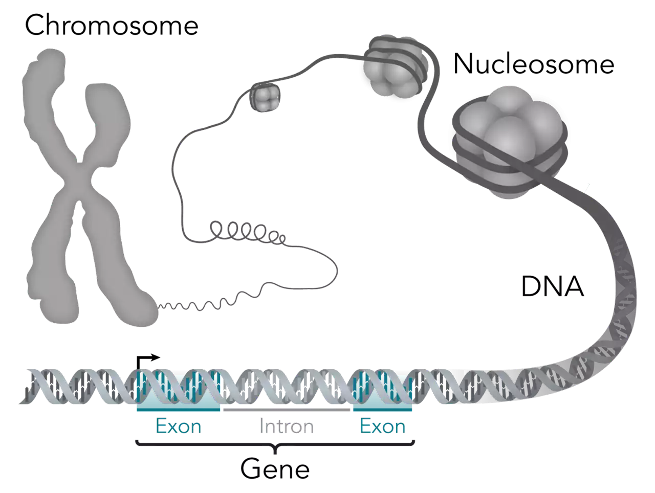 Novel gene for Alzheimer's disease in women identified