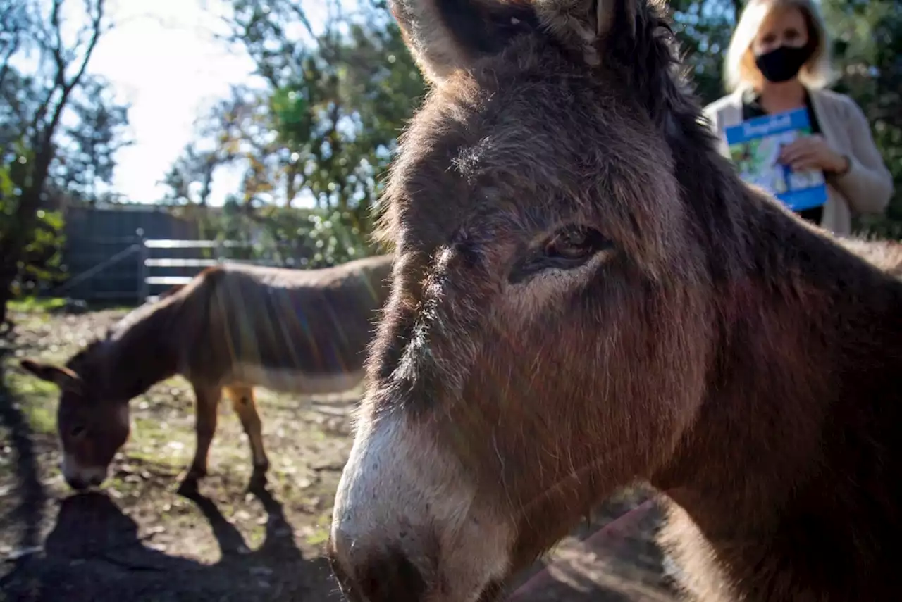 5 places to get up close with farm animals in the Bay Area