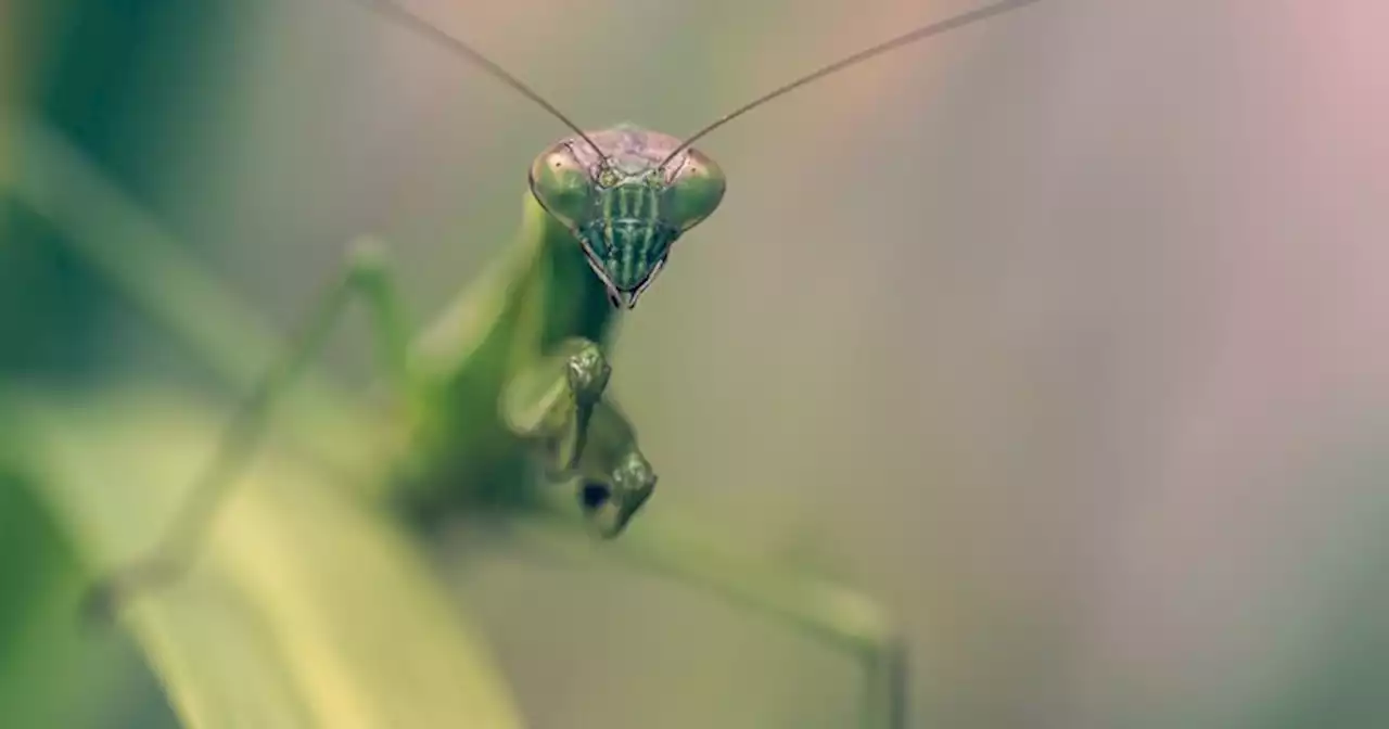 What It Really Means If You Keep Seeing Praying Mantises Everywhere