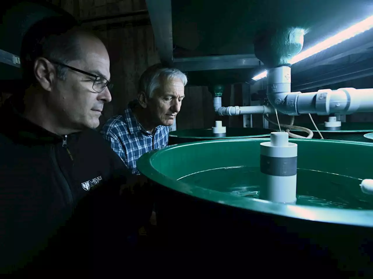 Researchers successfully breed ancient endangered fish found only in Nova Scotia