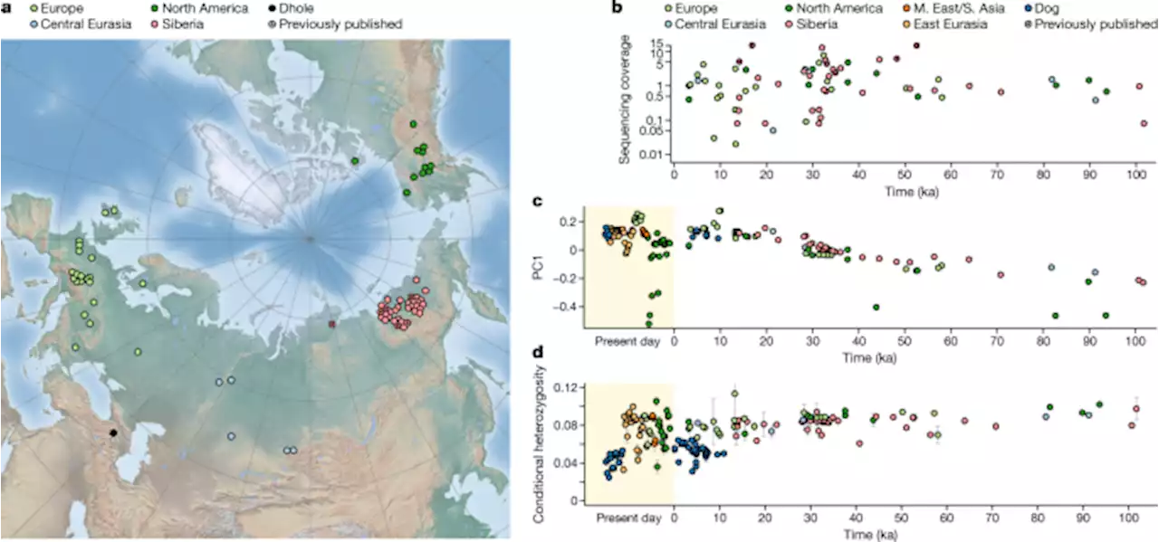 Grey wolf genomic history reveals a dual ancestry of dogs - Nature